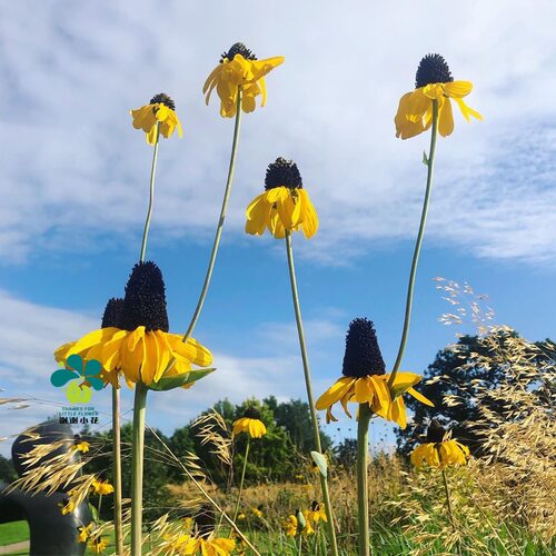 谢谢小花 蒲棒菊 大金光菊 草本花卉植物多年生宿根盆栽直立庭院 - 图1
