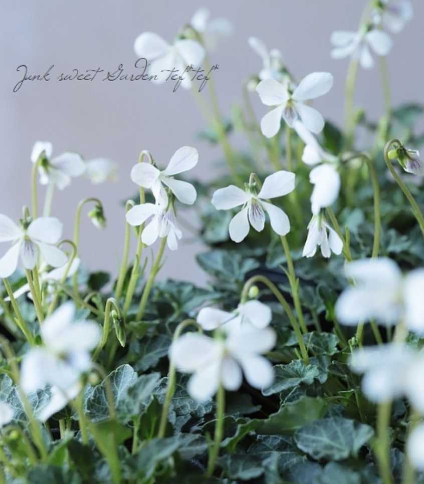 江戸時代 古瀬戸片口鉢14 5cm花入 シダ植物生育 ミニ盆栽 小盆栽花器 松 瀬戸焼花入 花入 花器 花道 茶道 華道 雨漏手 黄瀬戸 上質で快適 黄瀬戸 江戸時代 古瀬戸片口鉢14 5cm花入 シダ植物生育 ミニ盆栽 小盆栽花器 松 瀬戸焼花入 花入 花器 花道 茶道 華道 雨漏手 黄瀬戸 上質で快適 黄瀬戸