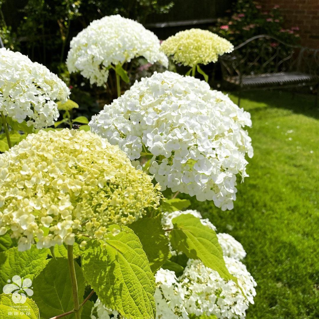 谢谢小花 无敌贝拉安娜 乔木绣球 庭院灌木花卉植物阳台盆栽耐寒 - 图3