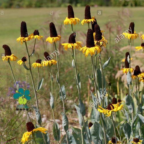 谢谢小花 蒲棒菊 大金光菊 草本花卉植物多年生宿根盆栽直立庭院 - 图2