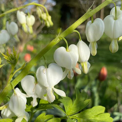 谢谢小花 荷包牡丹 丘比特 金叶 阿尔巴 多年生宿根花卉花园植物 - 图1