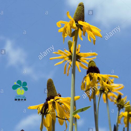 谢谢小花 蒲棒菊 大金光菊 草本花卉植物多年生宿根盆栽直立庭院 - 图3