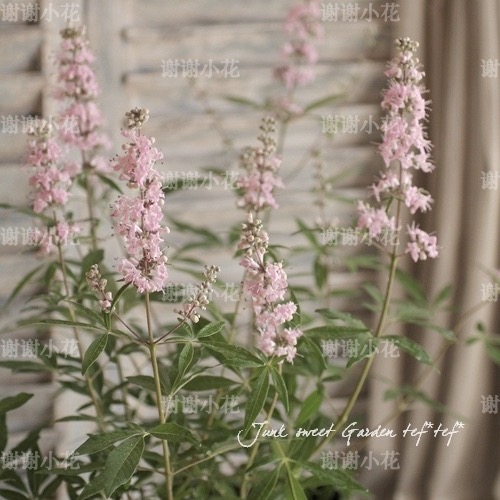 谢谢小花 粉花穗花牡荆 花园庭院花卉灌木耐寒耐热多年生盆栽植物 - 图2