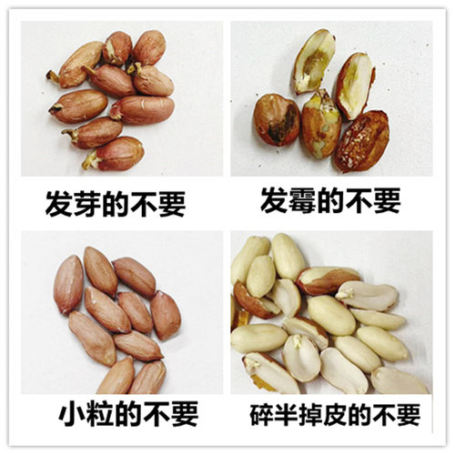 新货2025年山东特大粒花生米农家新鲜生花生威海特产榨油商用批发 - 图2