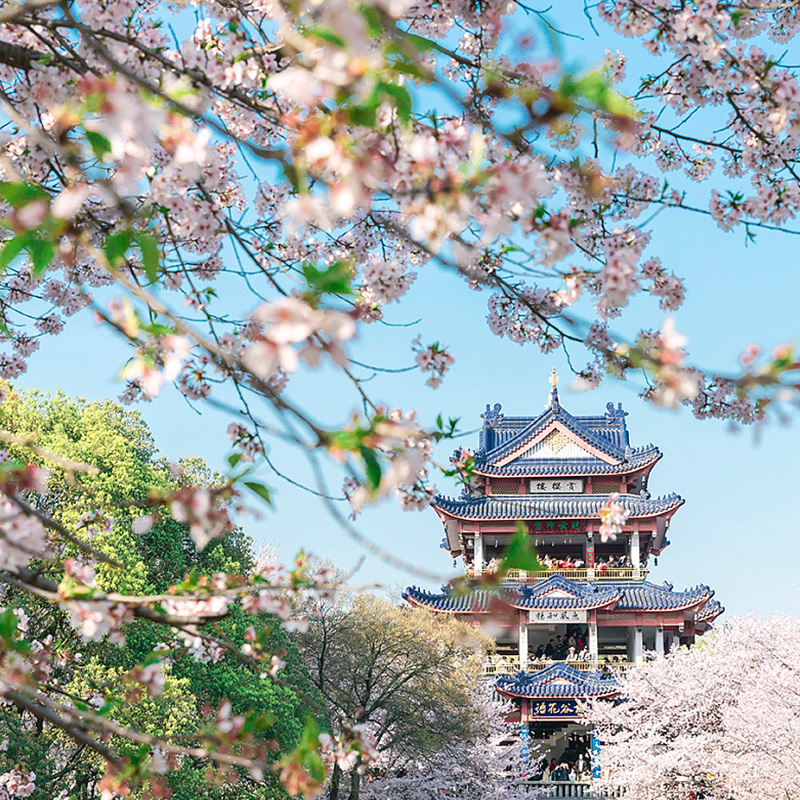 踏青赏花·无锡旅游灵山大佛梵宫鼋头渚太湖仙岛景区门票纯玩跟团-图0