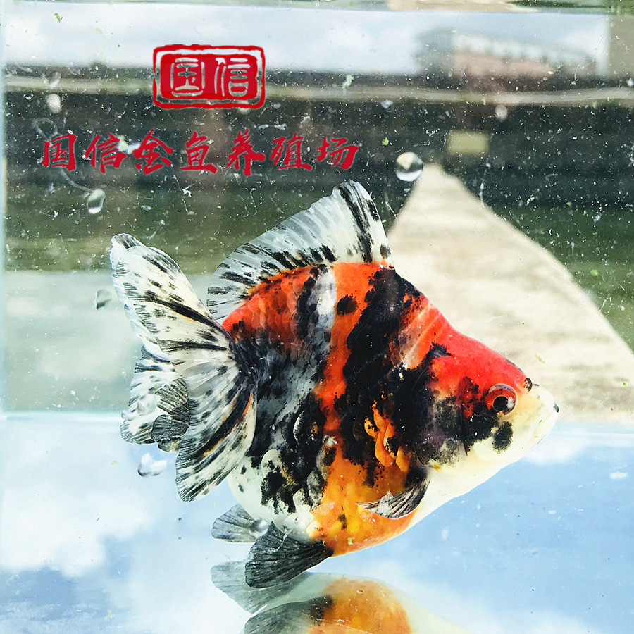精品胖肚子短尾高背鎏金鱼全红白花色金元宝易活耐养冷淡水观赏鱼_虎窝淘
