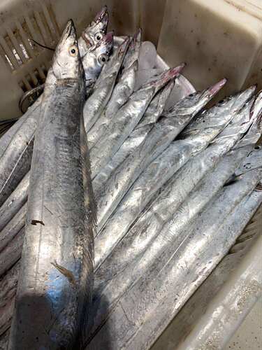 威海海鲜威海本地小黑眼新鲜带鱼整条非南方货网捕带鱼渤海湾海鱼 - 图1