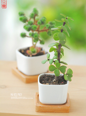 简约风绿植物陶瓷方形底托花瓶