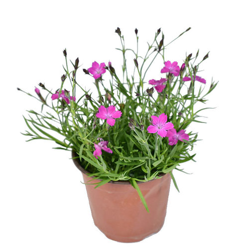 欧石竹粉贝 盆栽植物地被植物 庭院阳台花卉绿植 开花草坪 - 图3