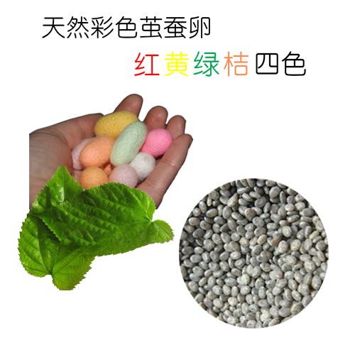 天然白色蚕彩色茧蚕卵结金红绿橘黄四色买就送饲养工具养蚕手册-图3