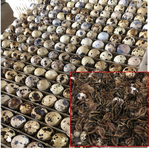 鹌鹑蛋受精蛋 鹌鹑蛋可孵化 非鹌鹑活体宠物受精卵蛋启蒙教学 - 图2