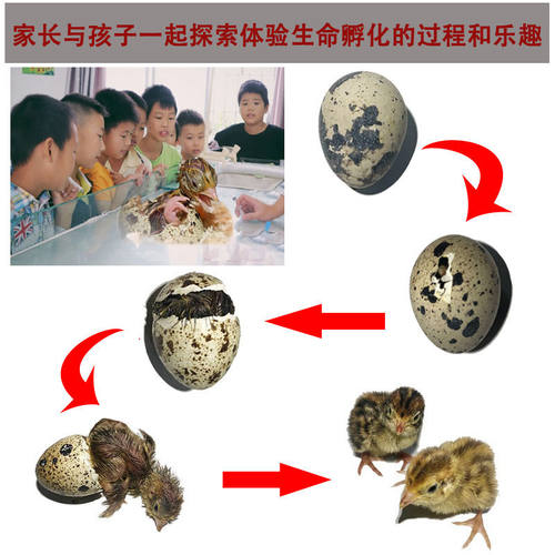 鹌鹑蛋受精蛋 鹌鹑蛋可孵化 非鹌鹑活体宠物受精卵蛋启蒙教学 - 图1