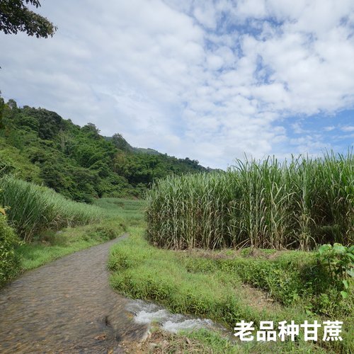 许氏醇品凝兮颜黑糖块 手工土红糖块 非云南红糖姜茶粉 - 图1