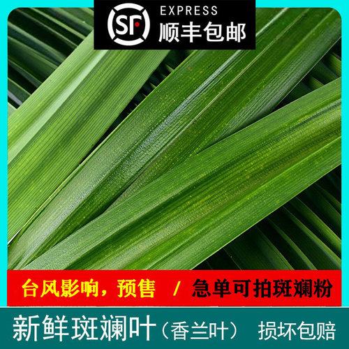 顺丰包邮 斑斓叶新鲜香兰叶班兰叶斑斓蛋糕千层糕芒果糯米饭500g - 图0