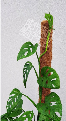 拼接棕榈柱｜攀爬植物必用 天南星科绿萝 绿萝柱 植物支撑 攀爬柱 - 图0