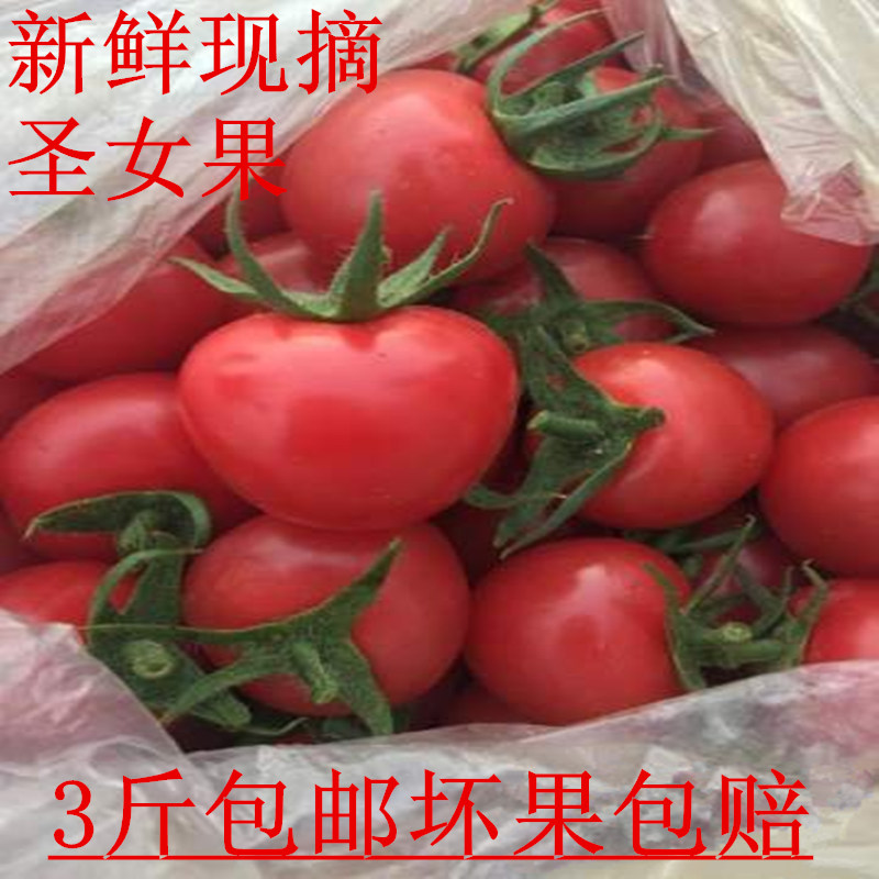 小番茄新鲜樱桃西红柿子草莓番茄山东农家种植千禧圣女果食用水果-图0