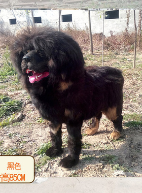 大型摄影道具展厅橱窗仿真动物