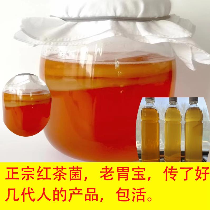 正宗红茶菌菌种传统原瓶老胃宝养胃护胃海宝菌母菌种醋蛾子康普茶 - 图0