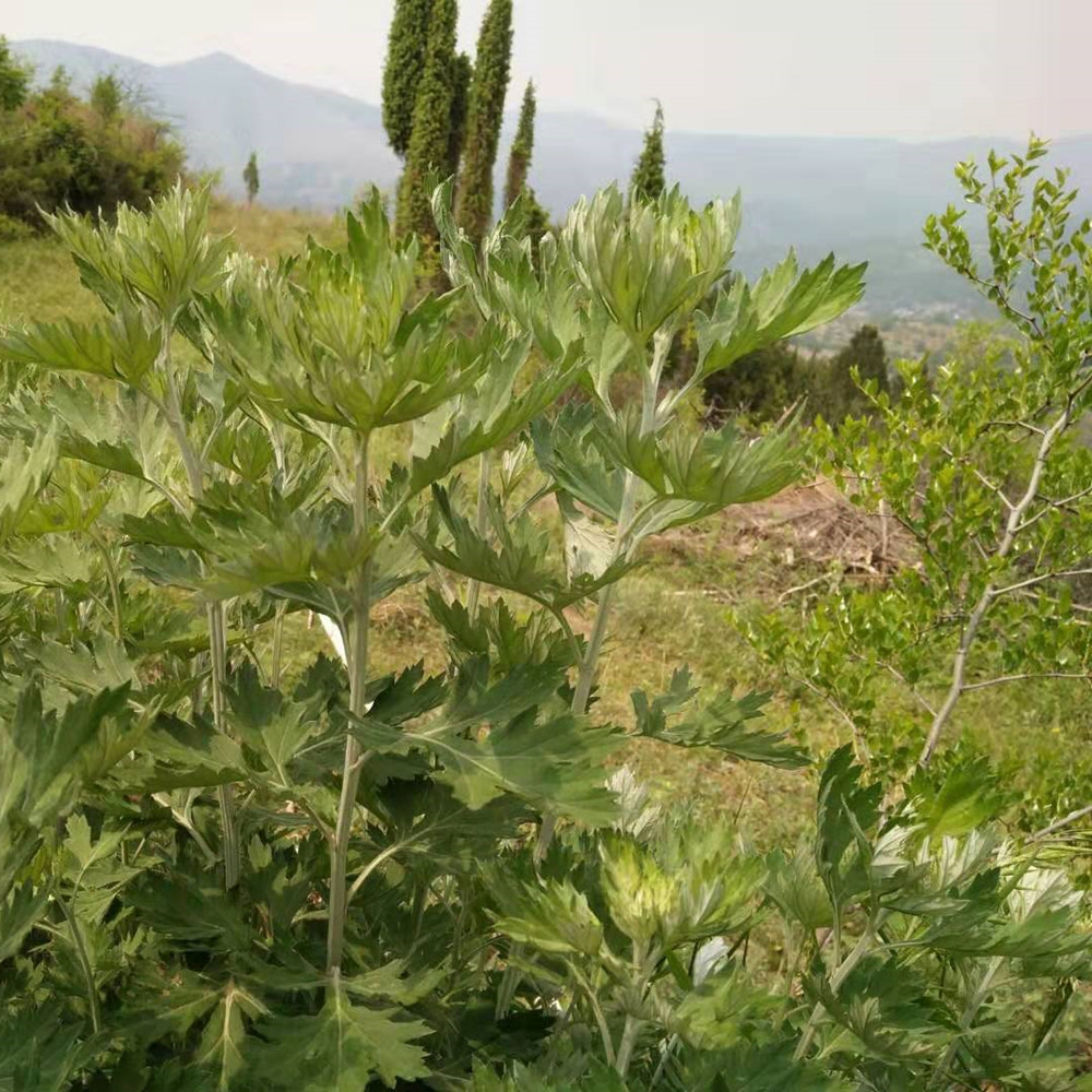 精选特级野生大叶艾草煲水可泡水喝煮鸡蛋煎药用艾叶草茶祛湿驱寒-图1