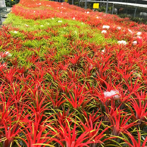 空气凤梨植物无土懒人花卉空气草盆栽室内外净化空气桌面摆件绿植 - 图2