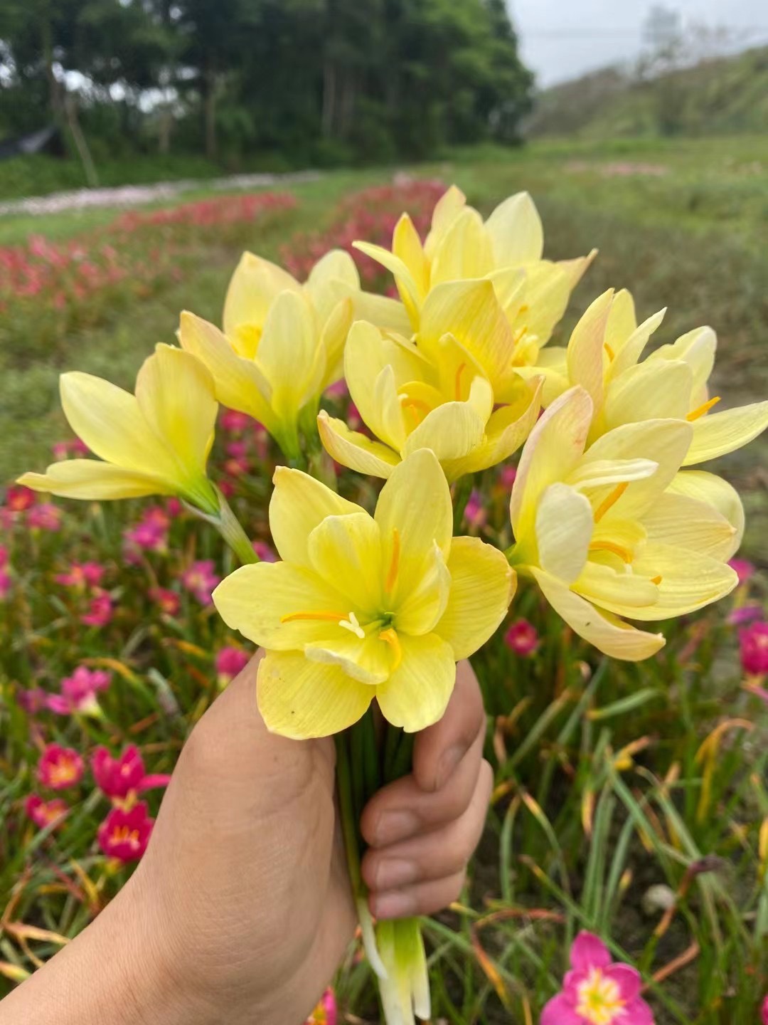 满18包邮 多年生风雨兰球根胖丽丽韭兰韭莲花苗庭院阳台耐热四季 - 图1