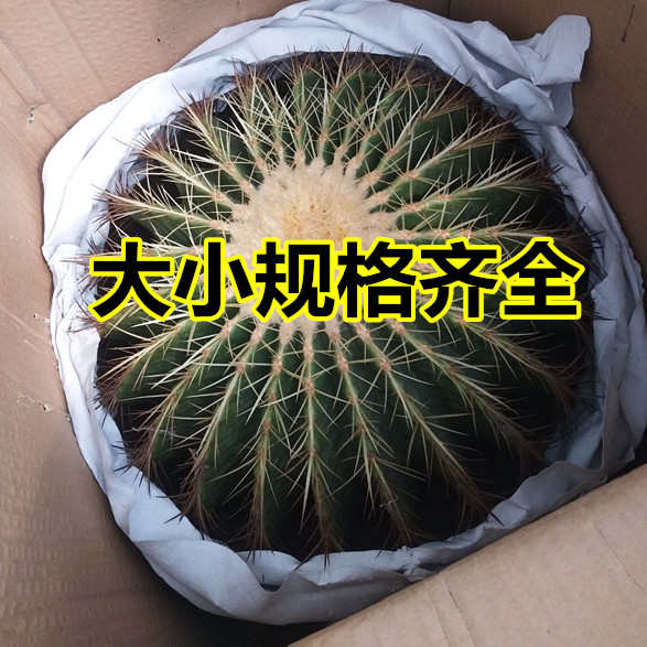 超大美国金虎仙人球狂刺金虎办公室内盆栽花卉多肉植物防辐射客厅 - 图1