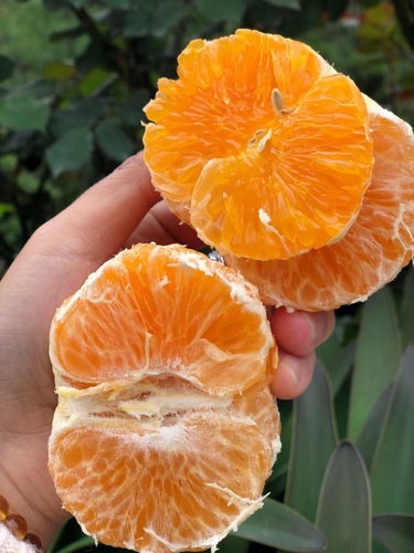 广西武鸣沃柑10斤新鲜水果当季整箱一级沙糖蜜橘砂糖柑橘桔子橘子
