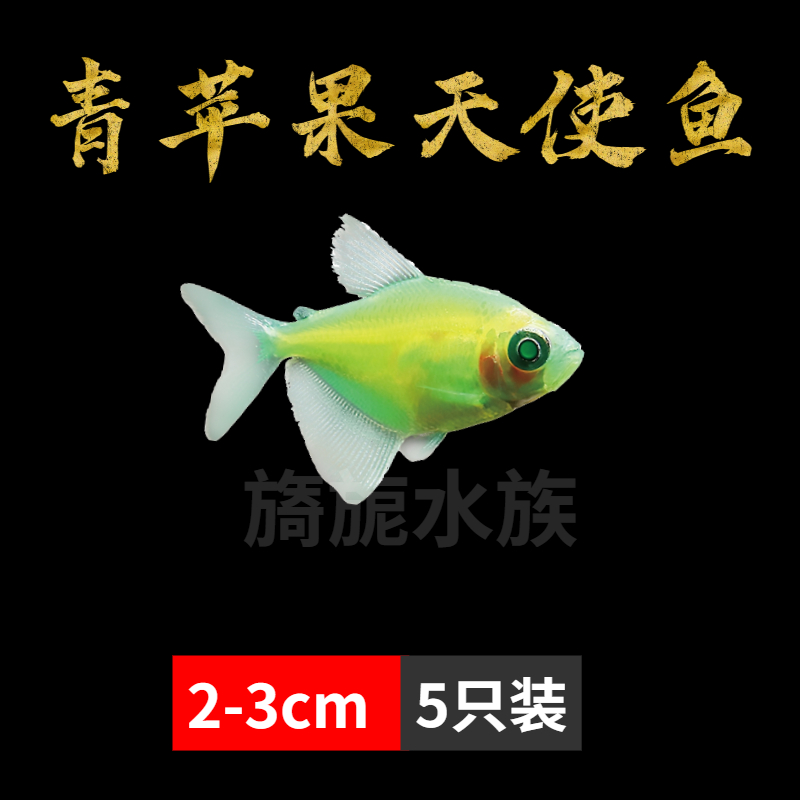 小型热带观赏鱼活体荧光天使鱼青苹果天使鱼彩色鱼淡水鱼紫衣天使 - 图1