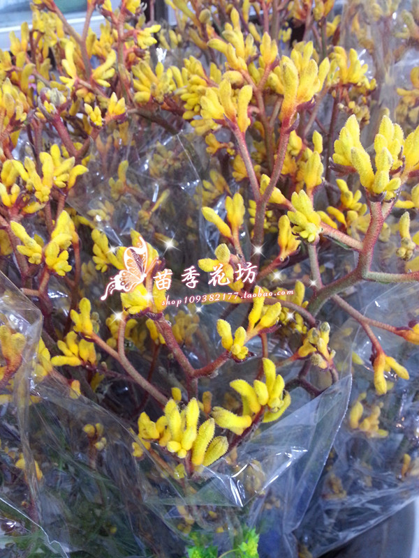 袋鼠爪鲜切花上海鲜花同城速递家用瓶插花艺江浙沪皖两扎包邮