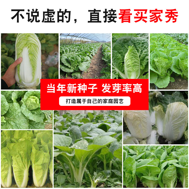 大白菜种籽蔬菜种孑阳台庭院农家四季春季青菜娃娃菜雨季快菜种子-图0