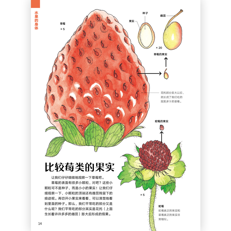 后浪正版 水果的秘密 盛口满的手绘自然图鉴 日本童书研究会儿童插图科普百科绘本书籍 - 图2
