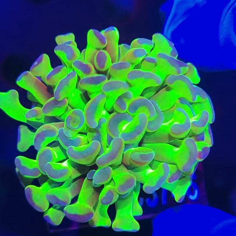 双色榔头珊瑚活物荧光绿双色玫瑰金榔头金猪腰海水鱼活体珊瑚LPS - 图3