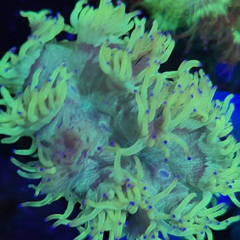 尼罗河珊瑚荧光绿长须尼罗河奶嘴火柴头珊瑚活体软体LPS海水鱼缸,淘宝优惠券,粉丝福利购,淘宝优惠卷