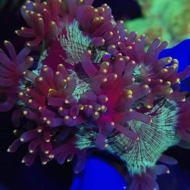 尼罗河珊瑚荧光绿长须尼罗河奶嘴火柴头珊瑚活体软体LPS海水鱼缸,淘宝优惠券,粉丝福利购,淘宝优惠卷