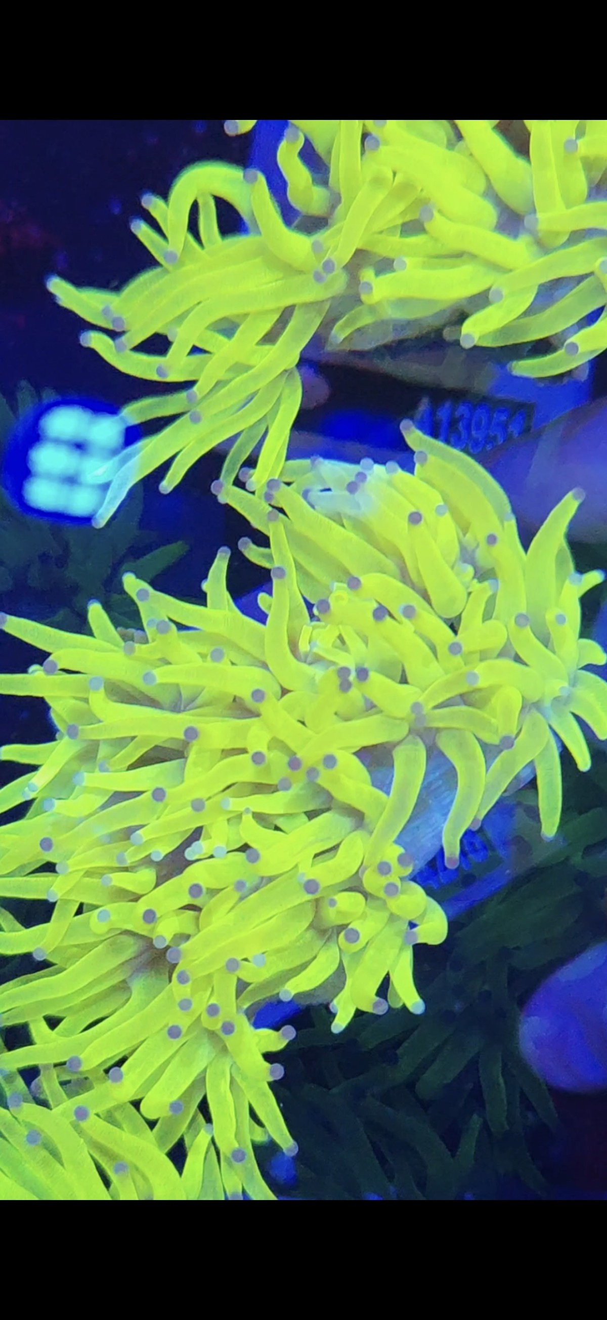 尼罗河珊瑚荧光绿长须尼罗河奶嘴火柴头珊瑚活体软体LPS海水鱼缸,淘宝优惠券,粉丝福利购,淘宝优惠卷