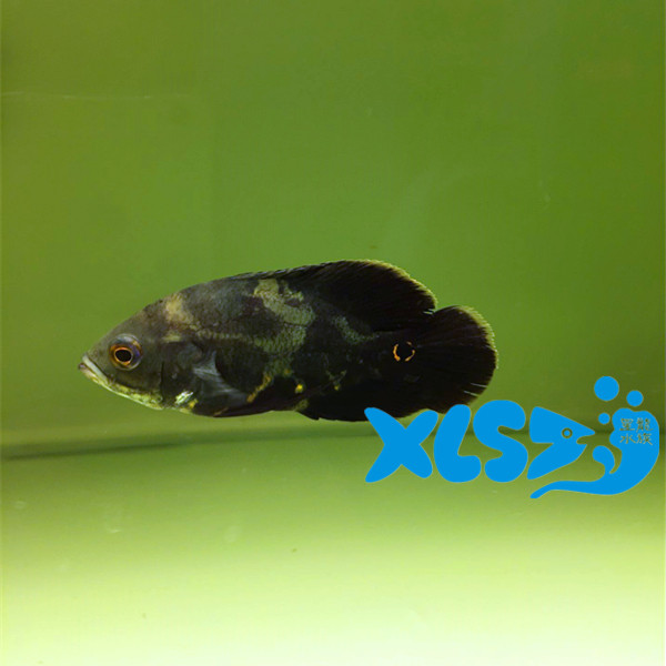 热带鱼观赏鱼淡水鱼野生地图鱼产地巴西马拉诺河宠物奥利诺科地图