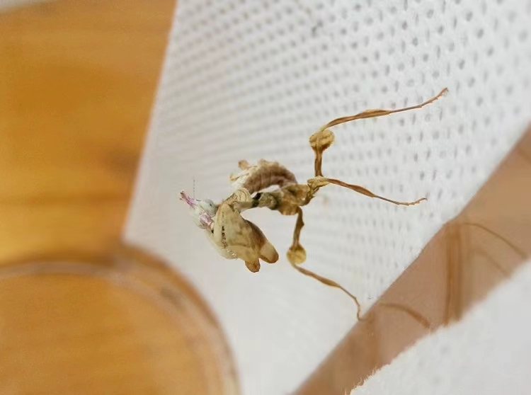 攀爬纸昆虫螳螂甲虫蜘蛛饲养盒壁粘贴爬宠盒壁攀爬活动纸 - 图0