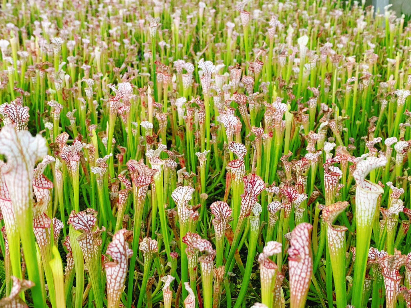 白色瓶子草食虫草白瓶捕蝇草食虫植物吃虫子驱蚊草猪笼草学生绿植,淘宝优惠券,粉丝福利购,淘宝优惠卷