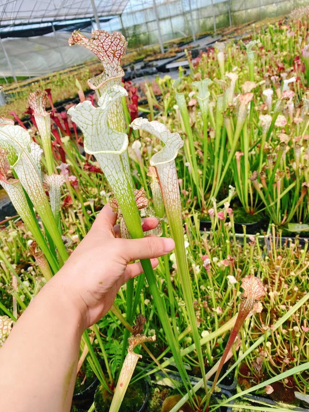 白色瓶子草食虫草白瓶捕蝇草食虫植物吃虫子驱蚊草猪笼草学生绿植,淘宝优惠券,粉丝福利购,淘宝优惠卷