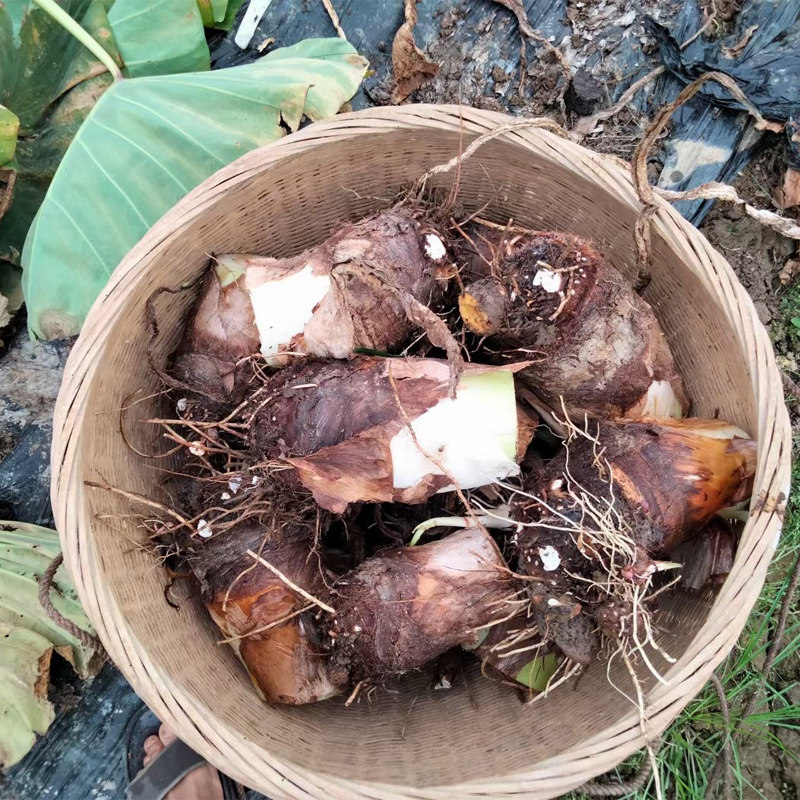 正宗广西桂林荔浦芋头新鲜现挖大芋头香芋槟榔芋粉糯香一级旗舰店,淘宝优惠券,粉丝福利购,淘宝优惠卷