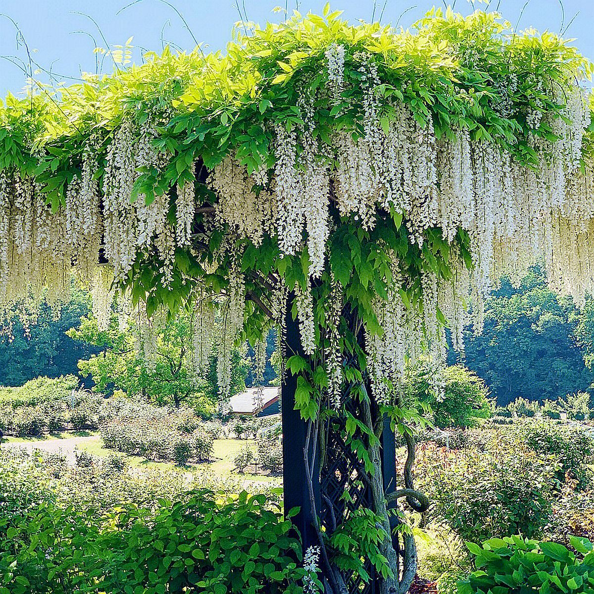日本多花长穗紫藤花苗爬藤植物树苗老桩庭院别墅花园植物大型树桩