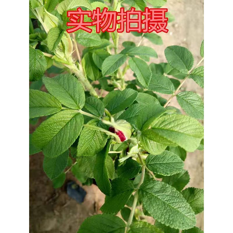 大马士革食用玫瑰花苗平阴四季玫瑰带刺 清新香味 基地直销 - 图2