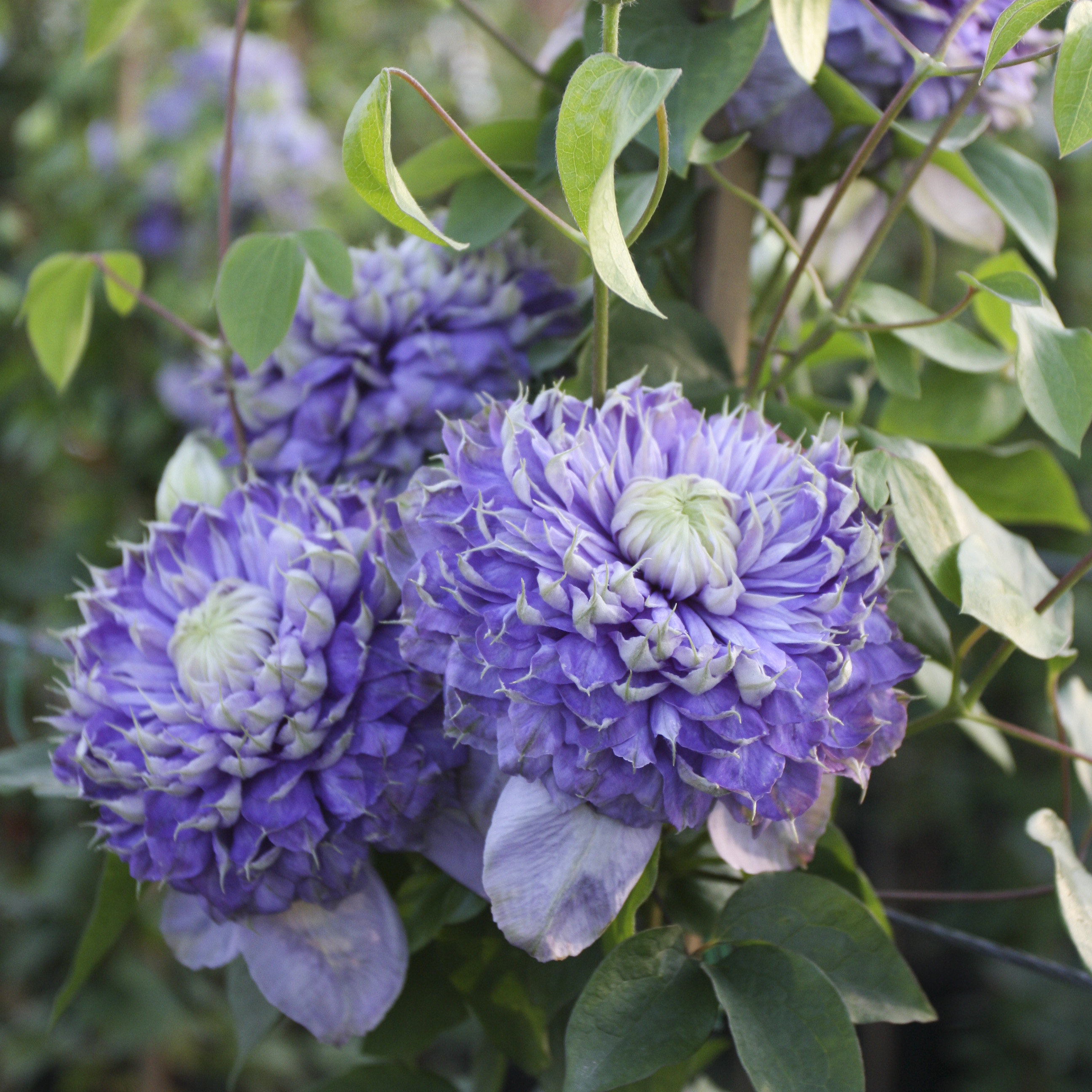 波兰进口爬藤花卉铁线莲种根 阳台庭院攀援绿植物 铁线莲种根