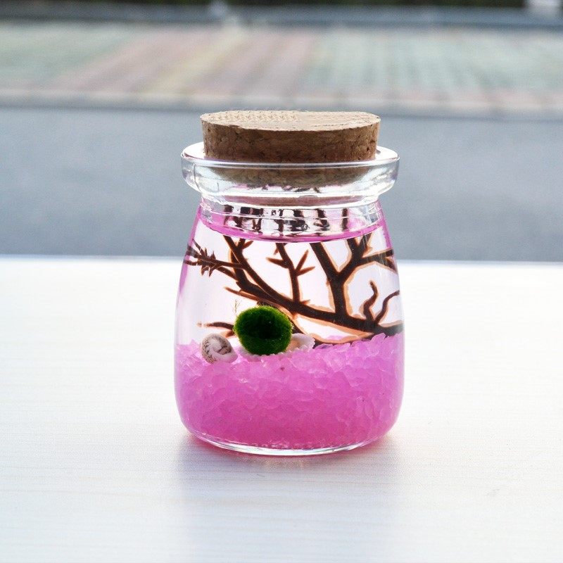 marimo微景观幸福海藻球藻生态瓶迷你桌面盆栽趣味水培植物小礼品,淘宝优惠券,粉丝福利购,淘宝优惠卷