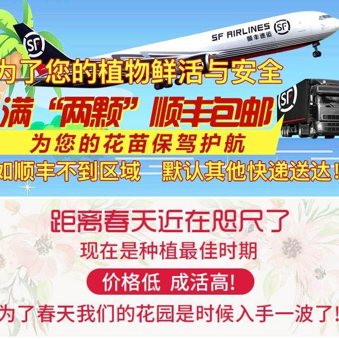 蔷薇花苗藤本月季大苗庭院爬藤植物花卉阳台庭院盆栽阳台开花玫瑰,淘宝优惠券,粉丝福利购,淘宝优惠卷