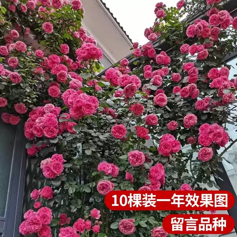 蔷薇花苗藤本月季大苗庭院爬藤植物花卉阳台庭院盆栽阳台开花玫瑰,淘宝优惠券,粉丝福利购,淘宝优惠卷