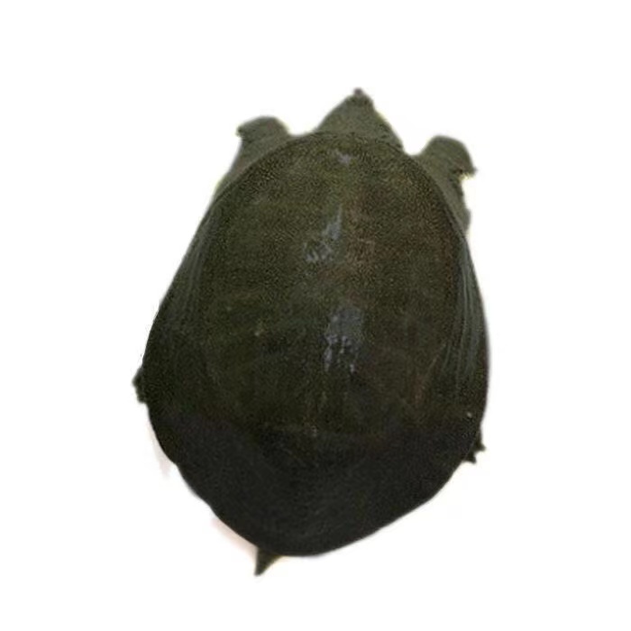 【便宜】散养外塘鲜活甲鱼纯天然农产品正宗稻田老鳖食用新鲜包邮,淘宝优惠券,粉丝福利购,淘宝优惠卷