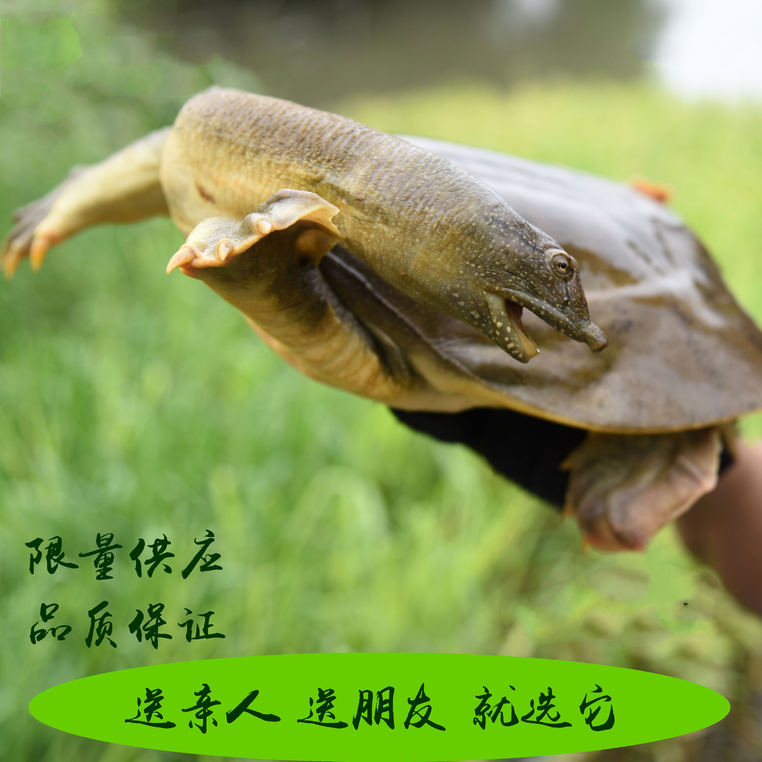【便宜】散养外塘鲜活甲鱼纯天然农产品正宗稻田老鳖食用新鲜包邮,淘宝优惠券,粉丝福利购,淘宝优惠卷