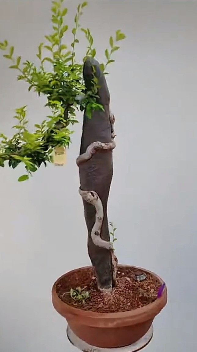 开槽附石新疆泥石铁石条榔榆灵芝榆树老鸦柿金弹子枫树苗附石盆景,淘宝优惠券,粉丝福利购,淘宝优惠卷