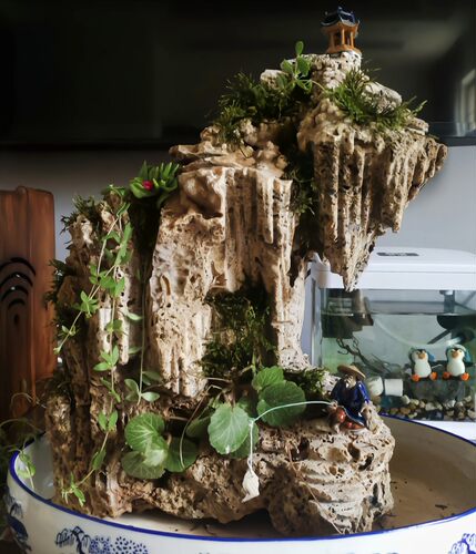 精品吸水石小假山盆景吸水石头花盆上水石鱼缸鱼池造景吸水石植物 - 图2